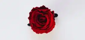 red rose