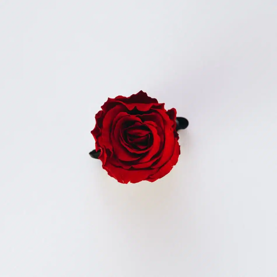 red rose